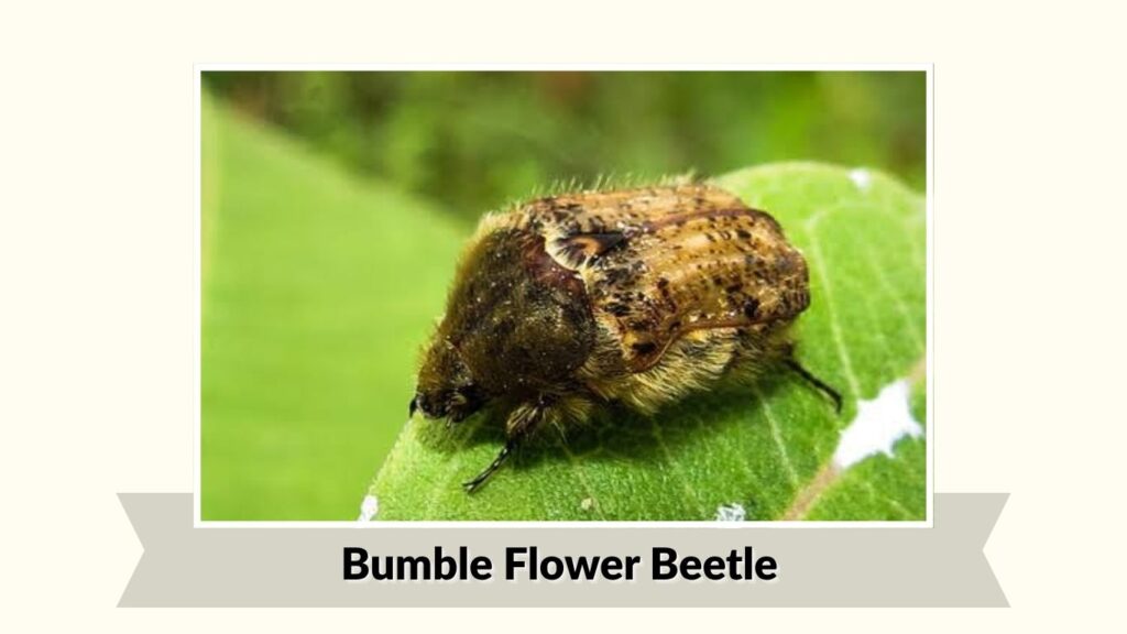 Bumble Flower Beetle