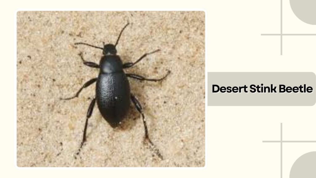 Desert Stink Beetle