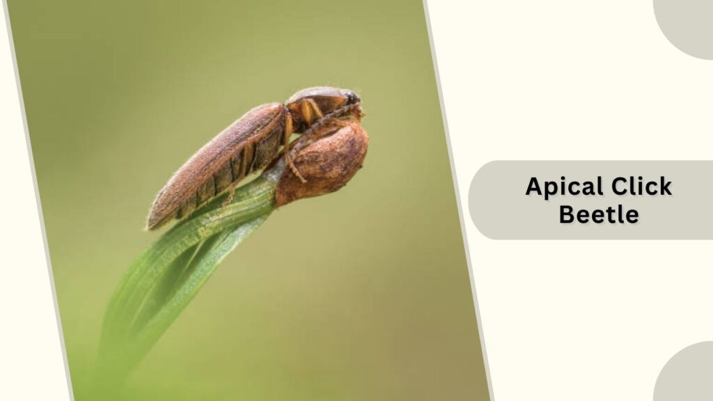 Apical Click Beetle