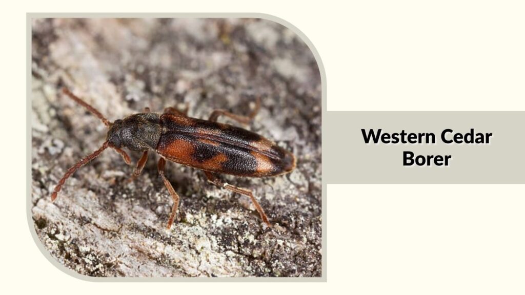 Western Cedar Borer