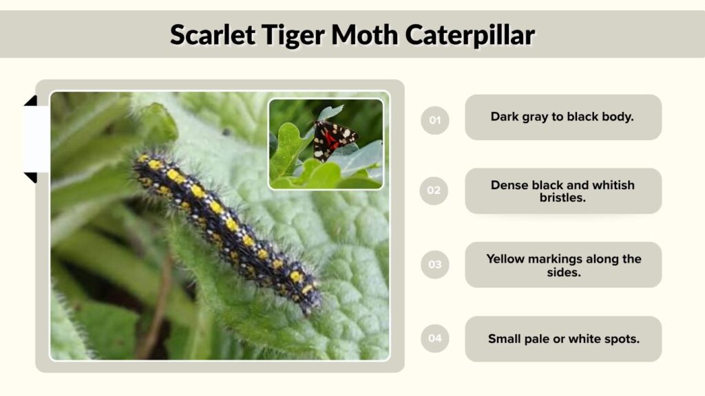 Scarlet Tiger Moth Caterpillar