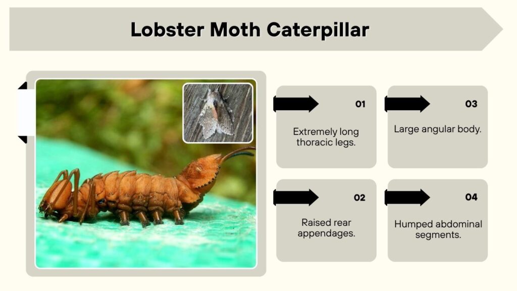 Lobster Moth Caterpillar
