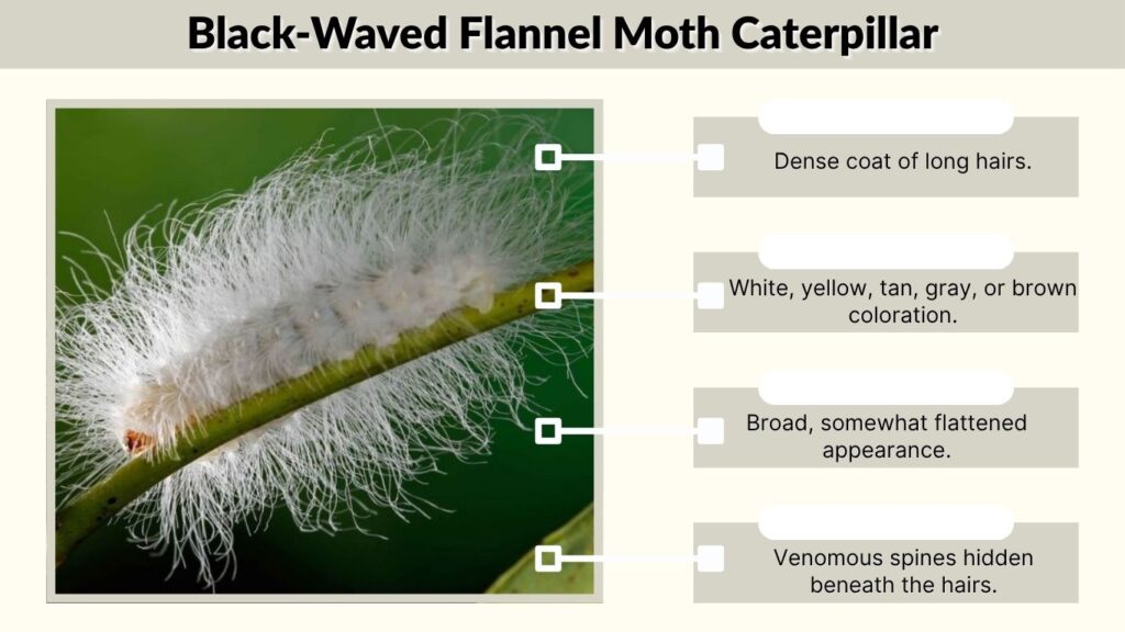 Black-Waved Flannel Moth Caterpillar