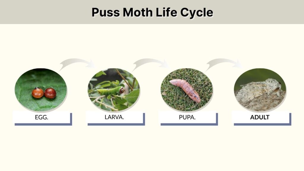 Puss Moth Life Cycle
