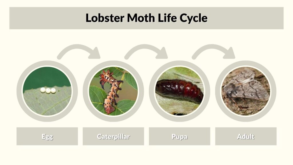 Lobster Moth Life Cycle