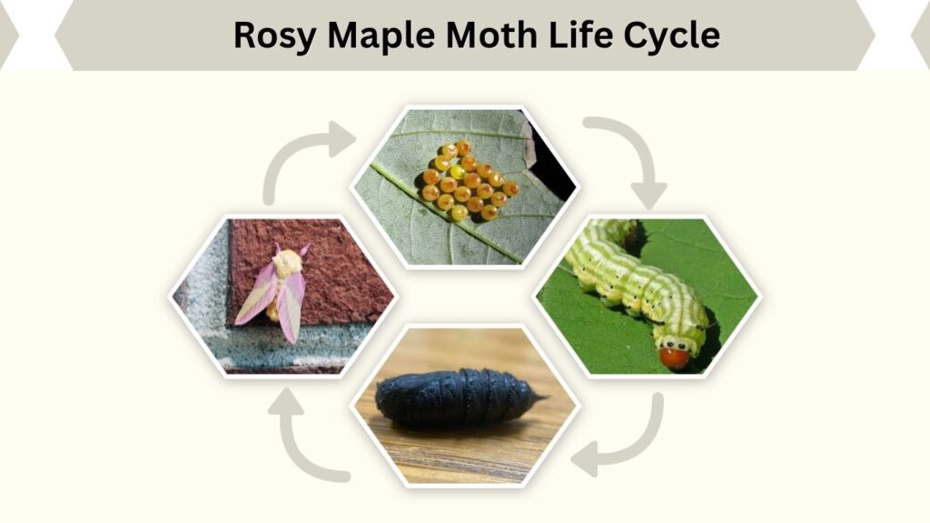 Rosy Maple Moth Life Cycle