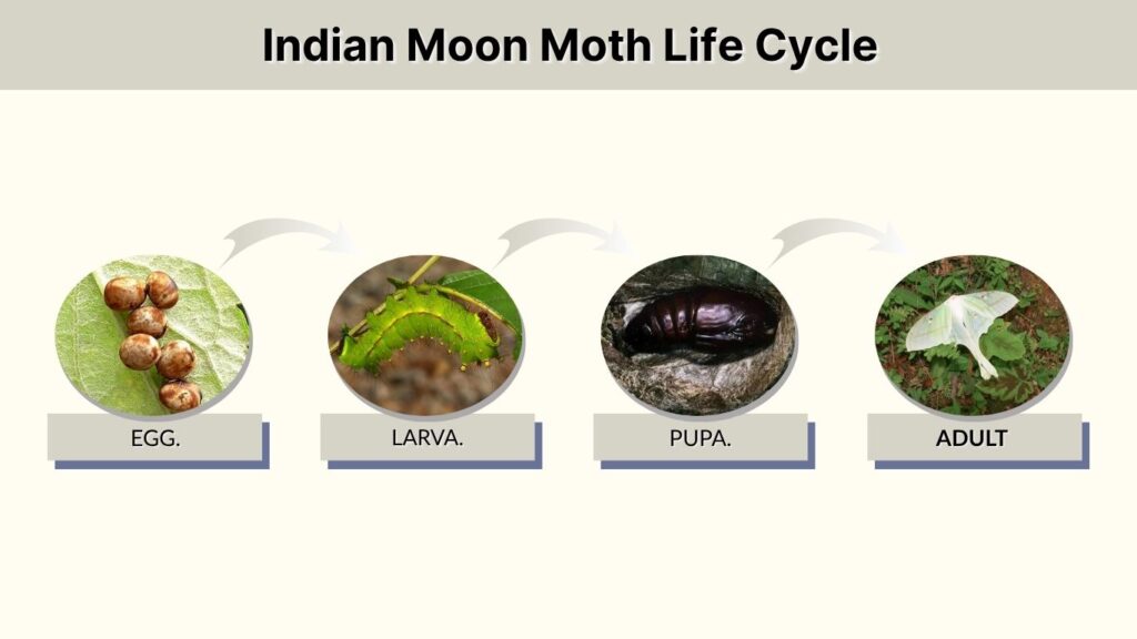 Indian Moon Moth Life Cycle