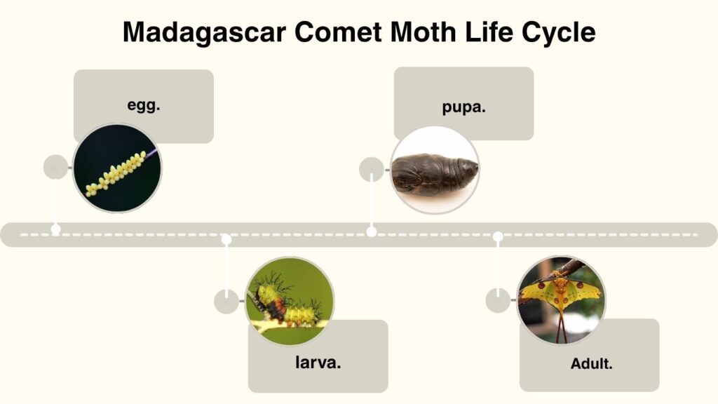 Madagascar Comet Moth Life Cycle