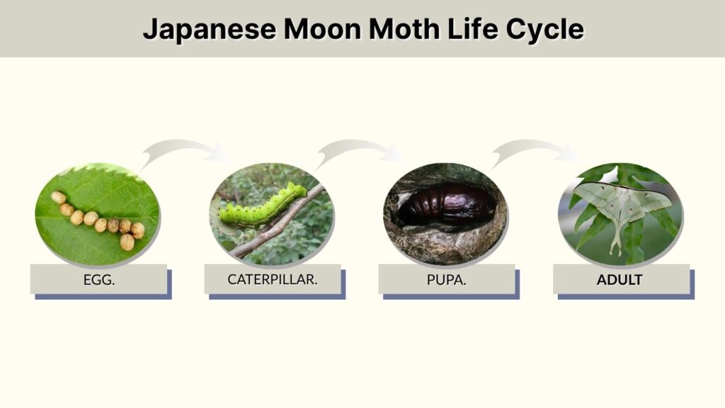Japanese Moon Moth Life Cycle
