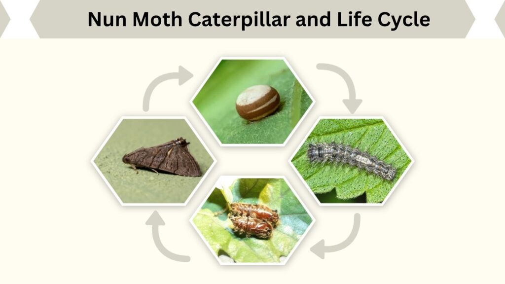 Nun Moth Caterpillar and Life Cycle