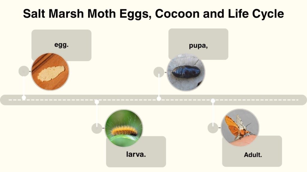Salt Marsh Moth Eggs, Cocoon and Life Cycle