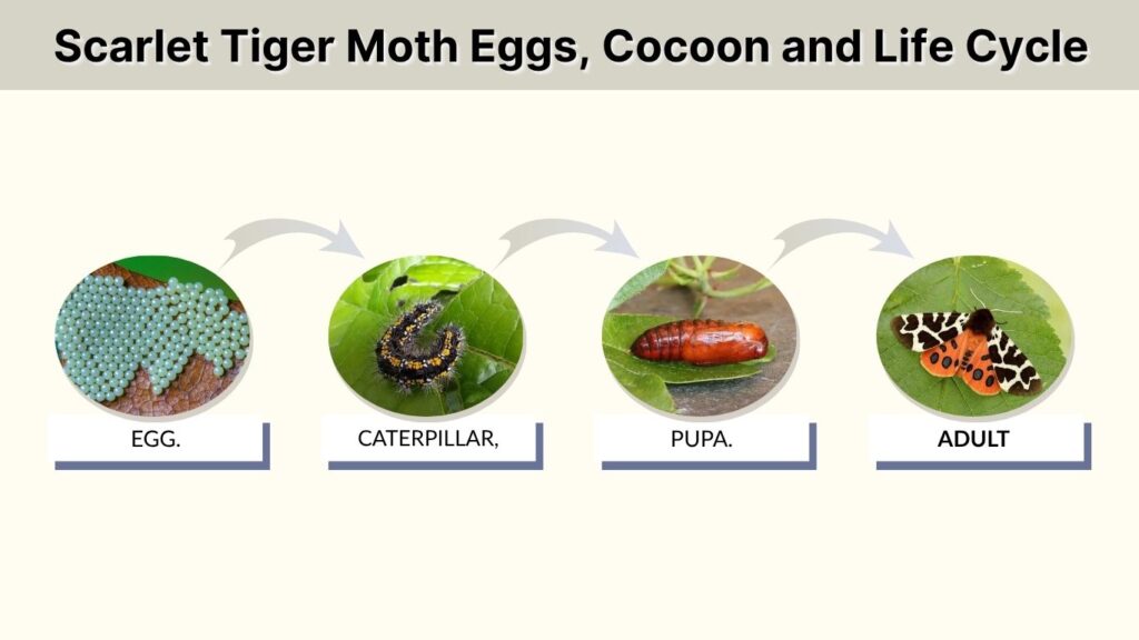Scarlet Tiger Moth Eggs, Cocoon and Life Cycle