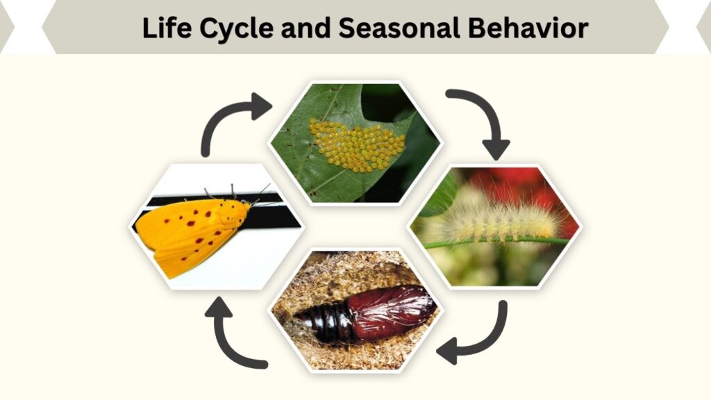 Life Cycle and Seasonal Behavior