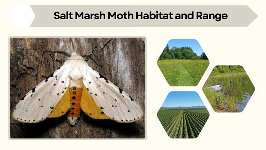 Salt Marsh Moth Habitat and Range
