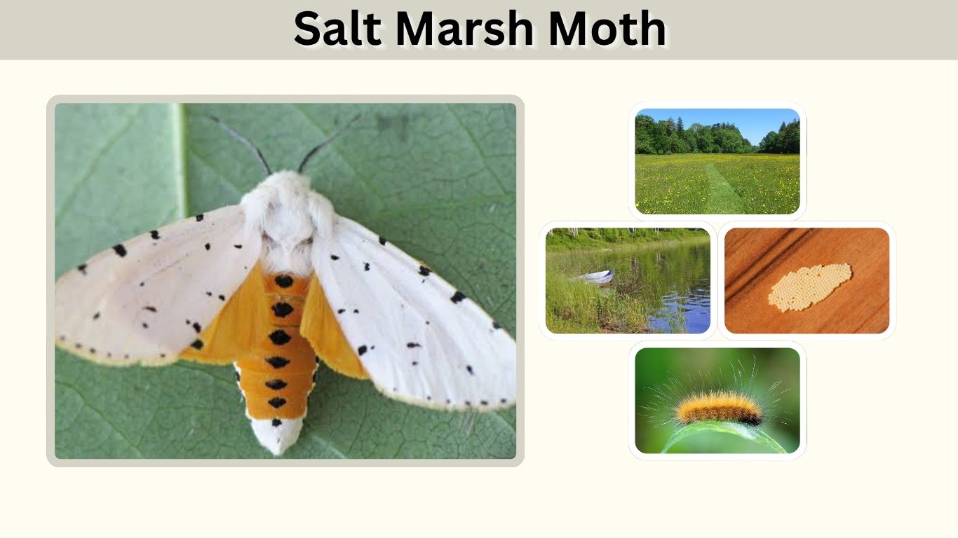Salt Marsh Moth: Caterpillar, Life Cycle, Diet & Facts