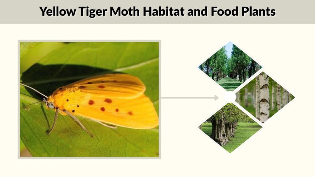 Yellow Tiger Moth Habitat and Food Plants
