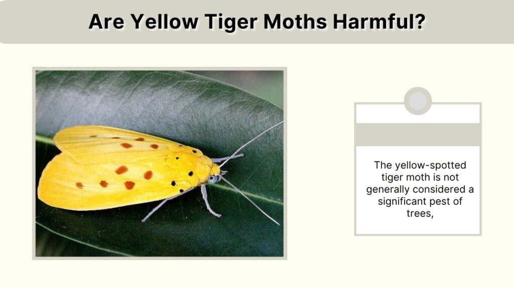 The yellow-spotted tiger moth is not generally considered a significant pest of trees,