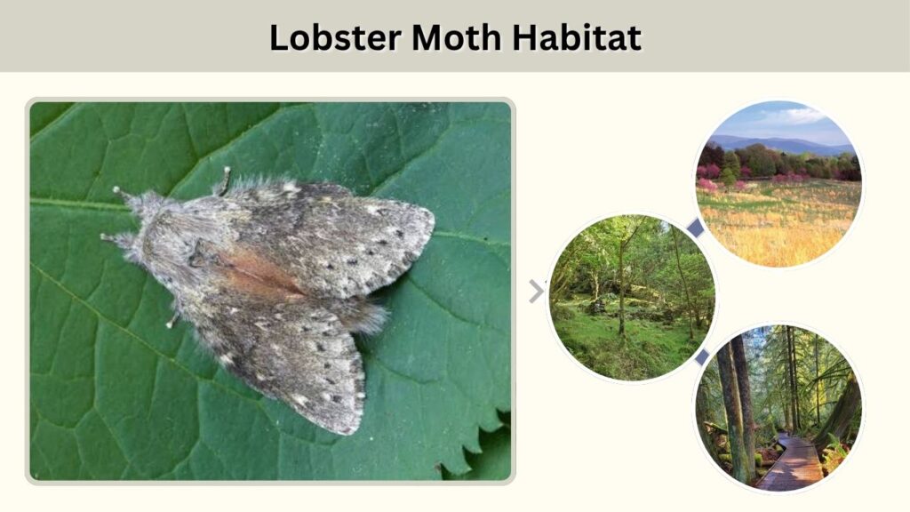 Lobster Moth Habitat