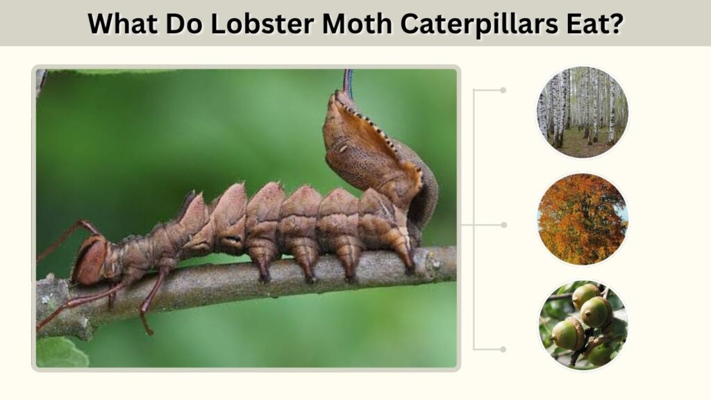 What Do Lobster Moth Caterpillars Eat?