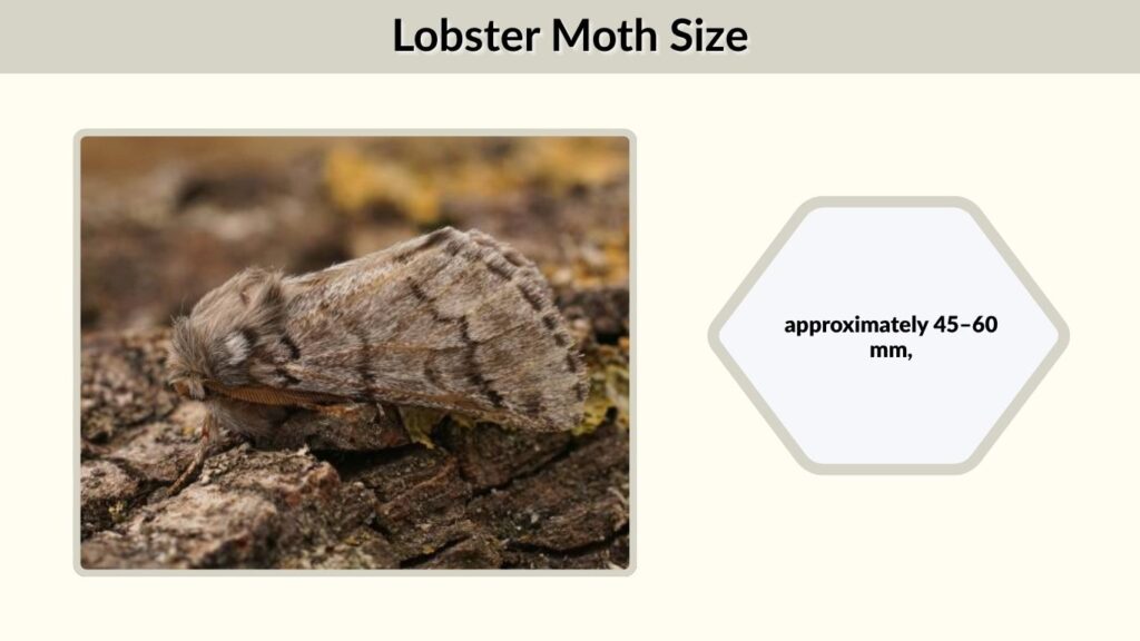 Lobster Moth Size