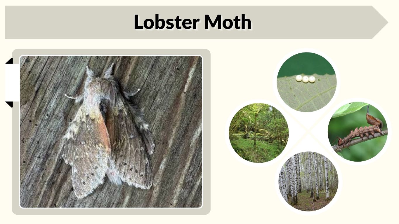 Lobster Moth: Caterpillar, Habitat, Size, Life Cycle & Facts