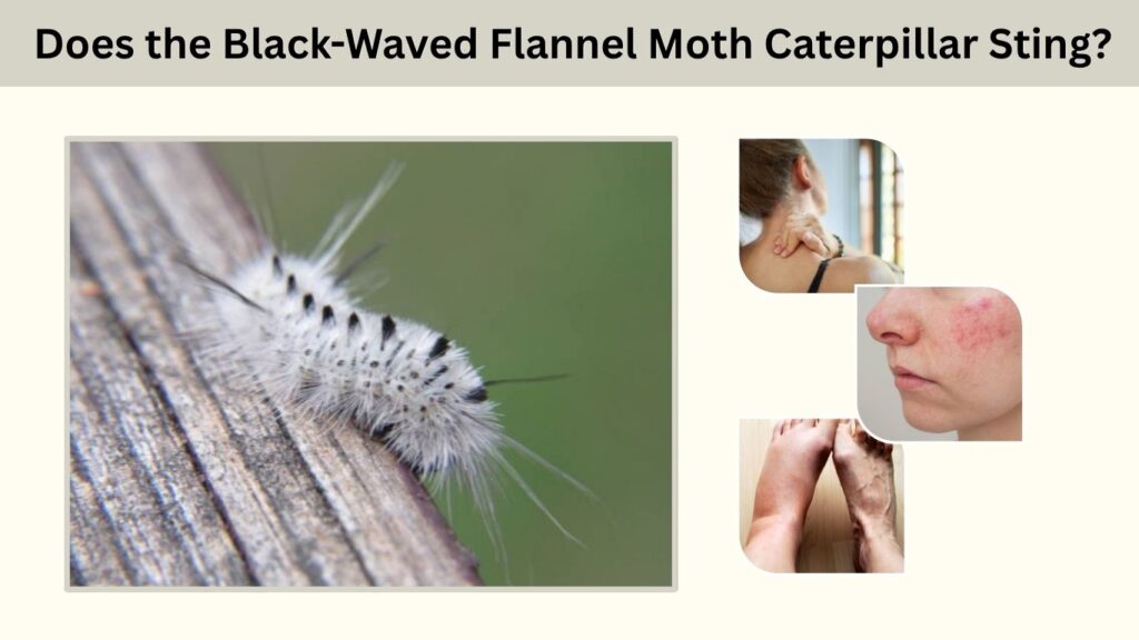 Does the Black-Waved Flannel Moth Caterpillar Sting?
