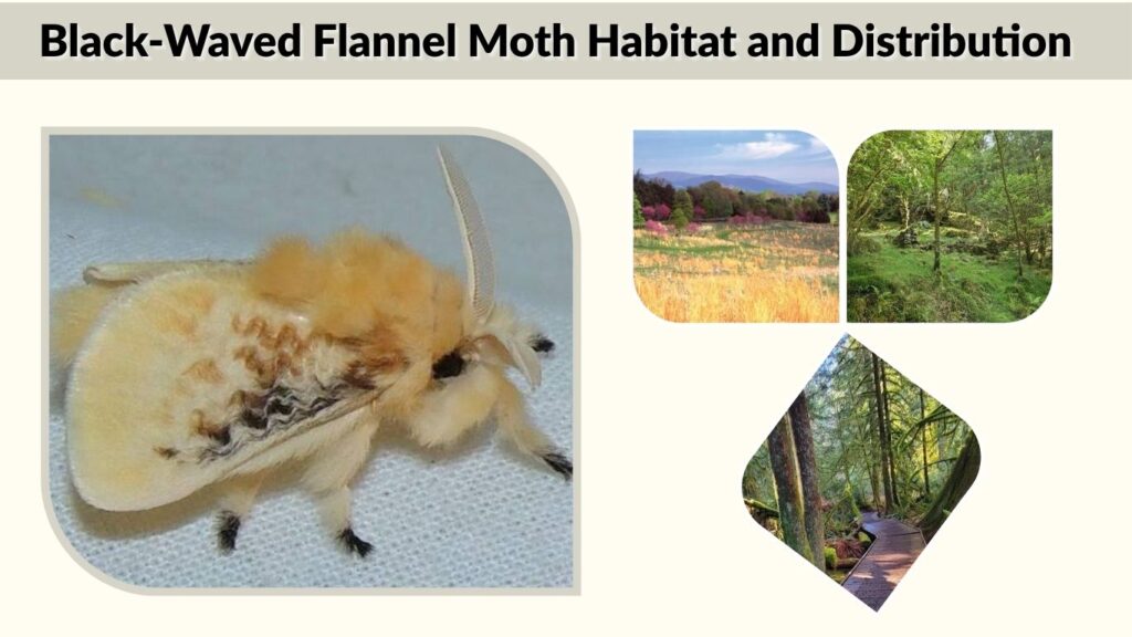 Black-Waved Flannel Moth Habitat and Distribution