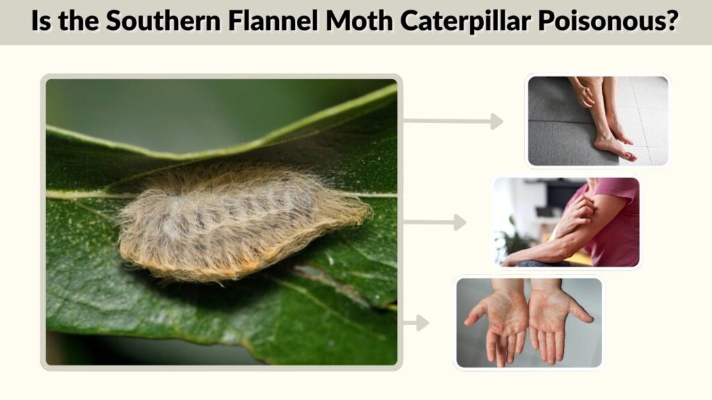 Is the Southern Flannel Moth Caterpillar Poisonous?