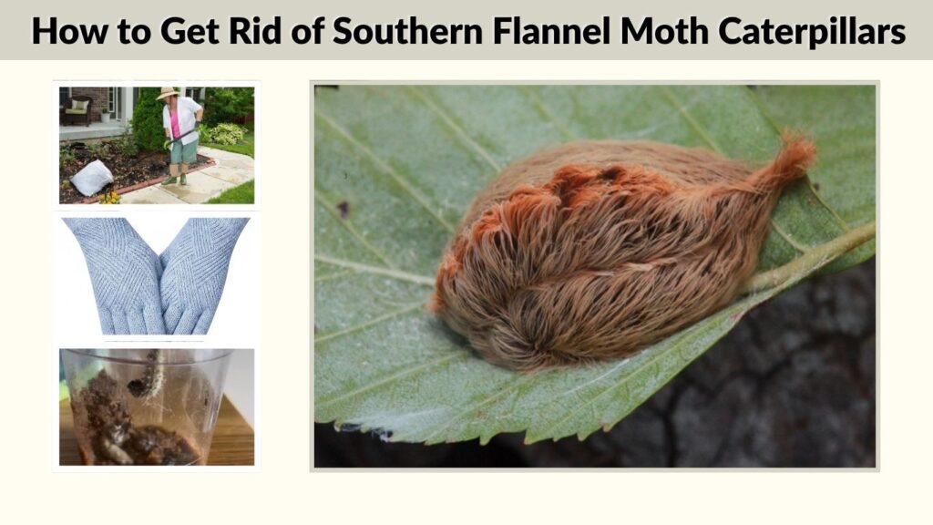 How to Get Rid of Southern Flannel Moth Caterpillars