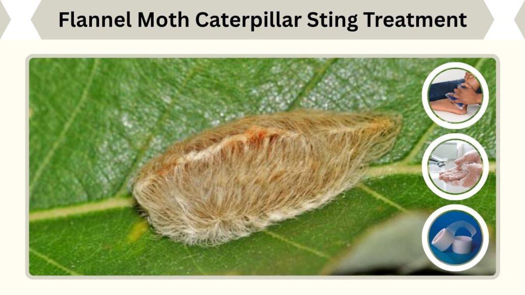 Flannel Moth Caterpillar Sting Treatment