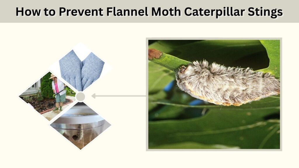 How to Prevent Flannel Moth Caterpillar Stings