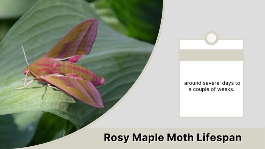 Rosy Maple Moth Lifespan
