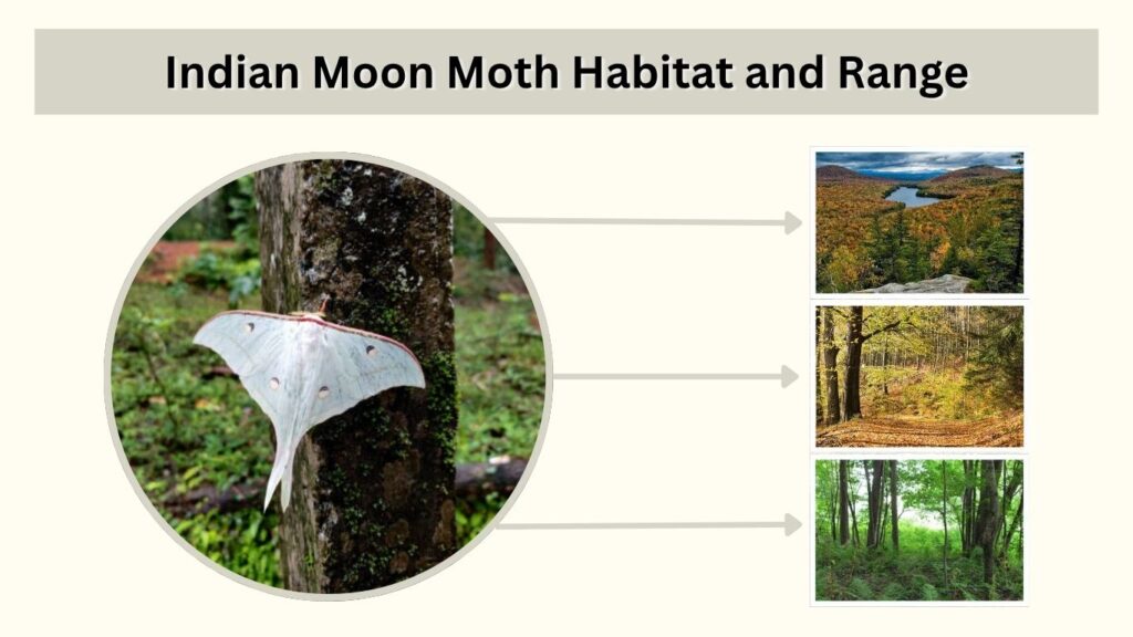 Indian Moon Moth Habitat and Range