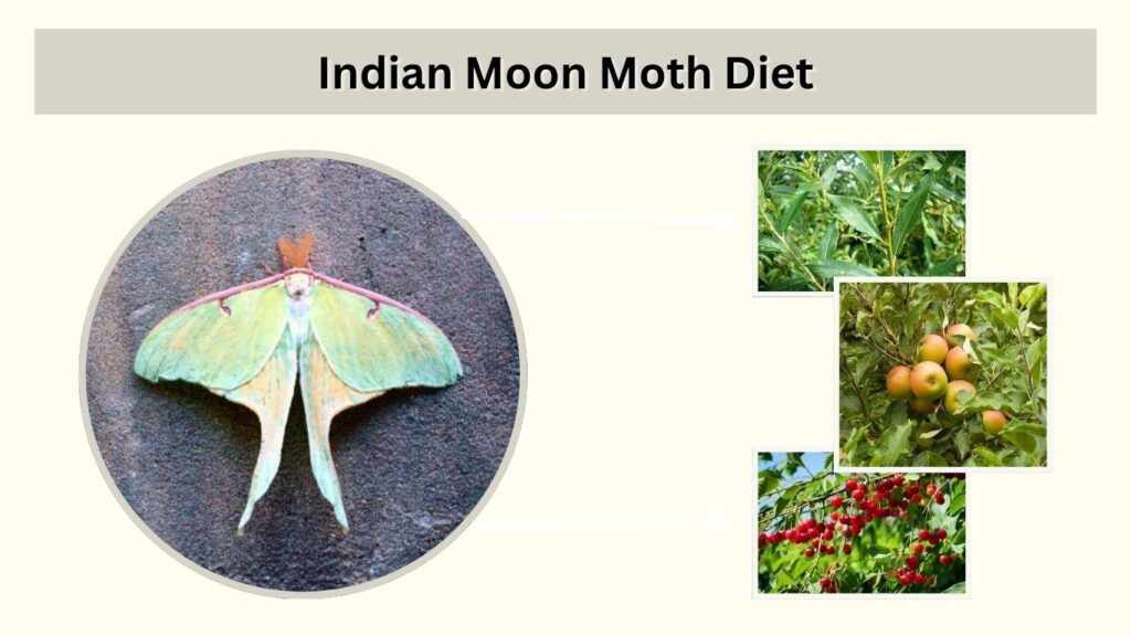 Indian Moon Moth Diet