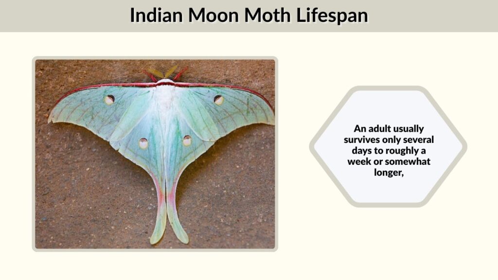 Indian Moon Moth Lifespan