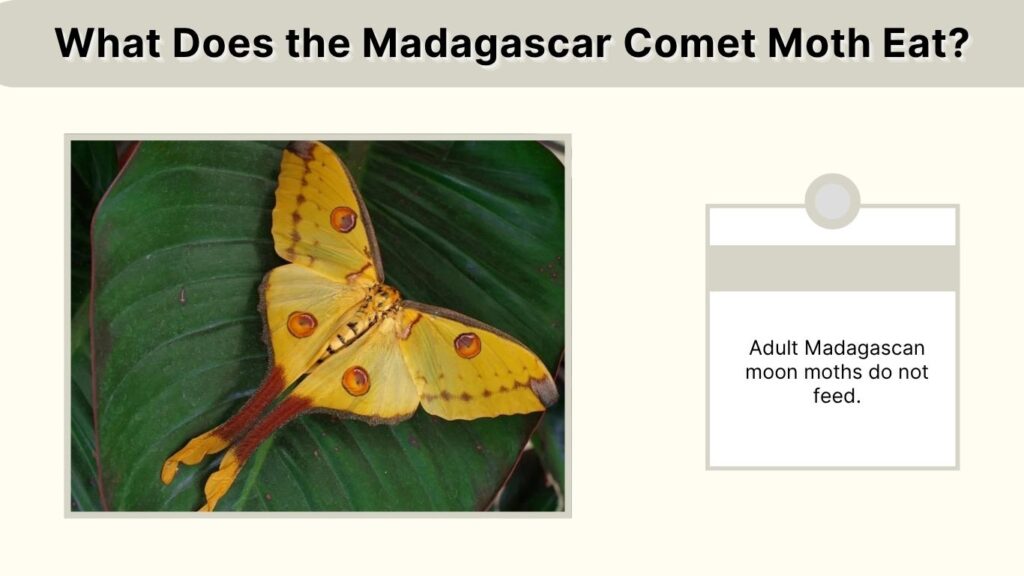 What Does the Madagascar Comet Moth Eat?