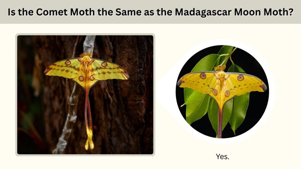 Is the Comet Moth the Same as the Madagascar Moon Moth?
