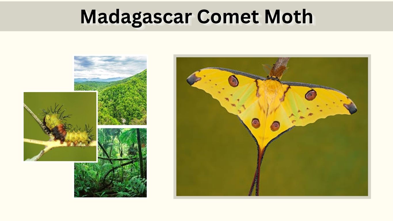 Madagascar Comet Moth: Identification, Habitat & Life Cycle