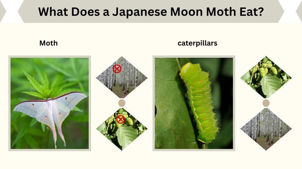 What Does a Japanese Moon Moth Eat?