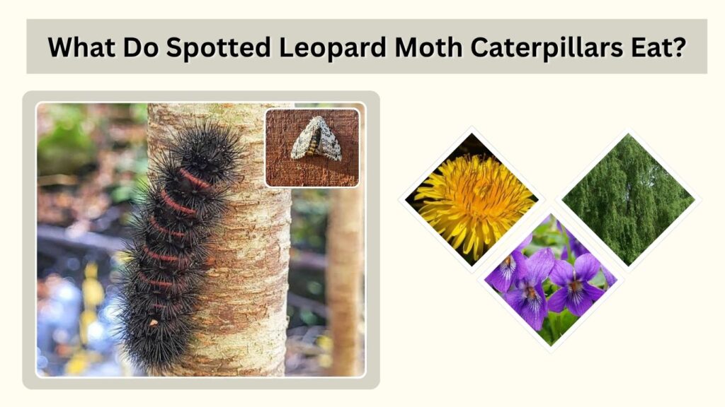 What Do Spotted Leopard Moth Caterpillars Eat?