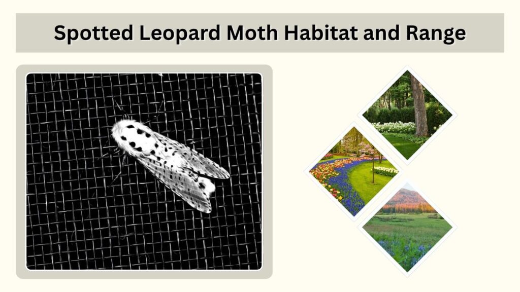 Spotted Leopard Moth Habitat and Range