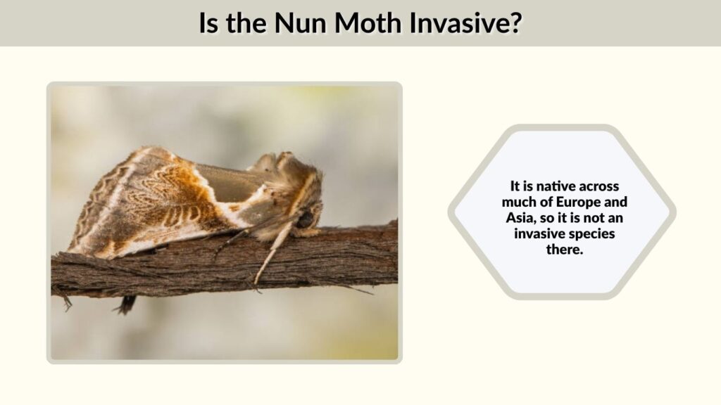Is the Nun Moth Invasive?