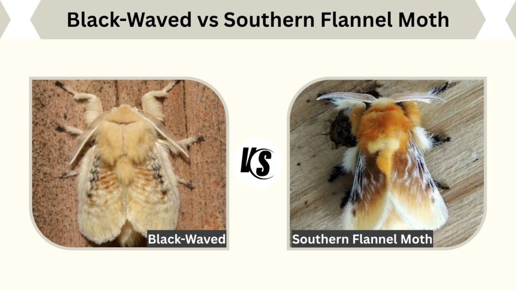Black-Waved vs Southern Flannel Moth
