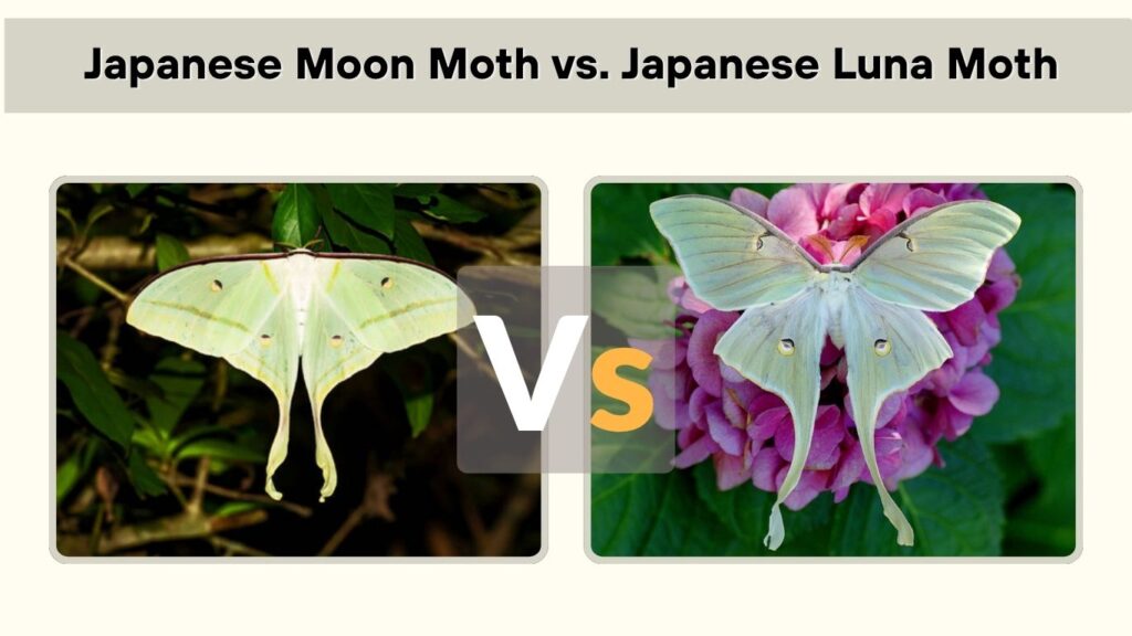 Japanese Moon Moth vs. Japanese Luna Moth