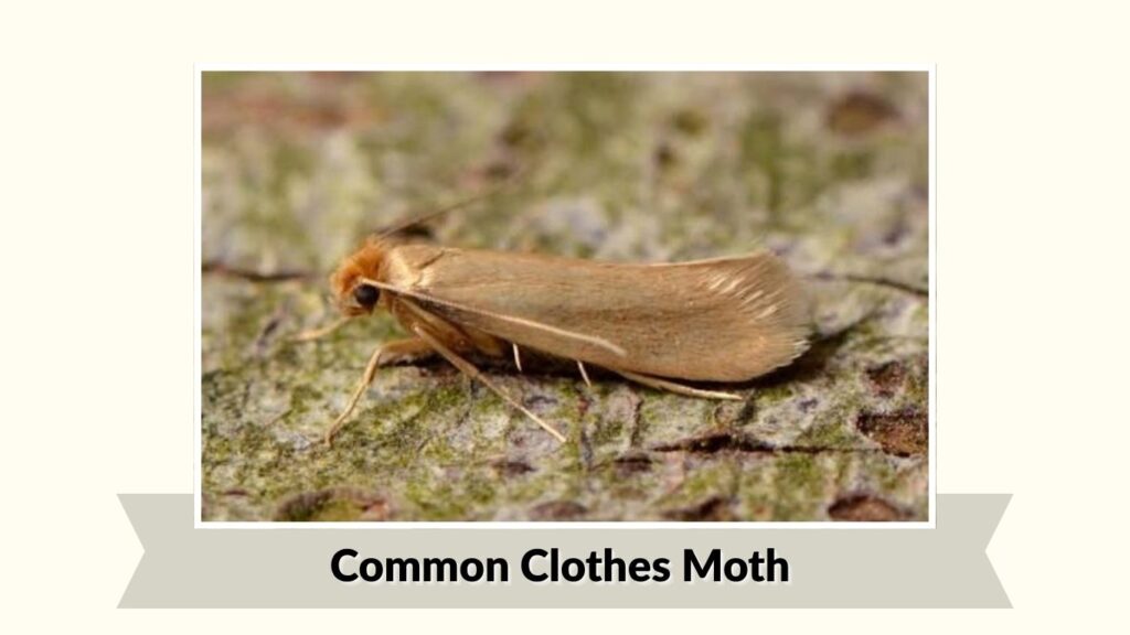 Common Clothes Moth