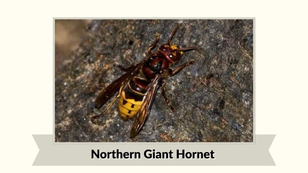 Northern Giant Hornet
