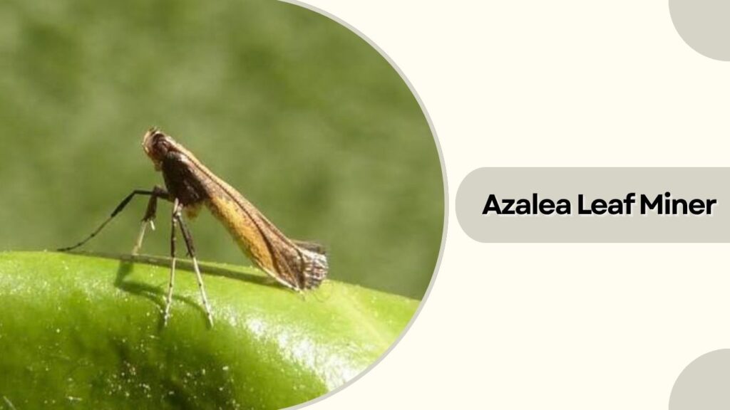 Azalea Leaf Miner