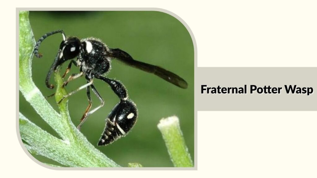 Fraternal Potter Wasp