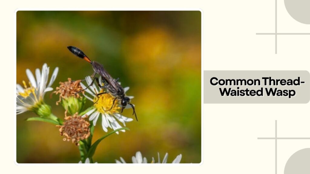  Common Thread-Waisted Wasp