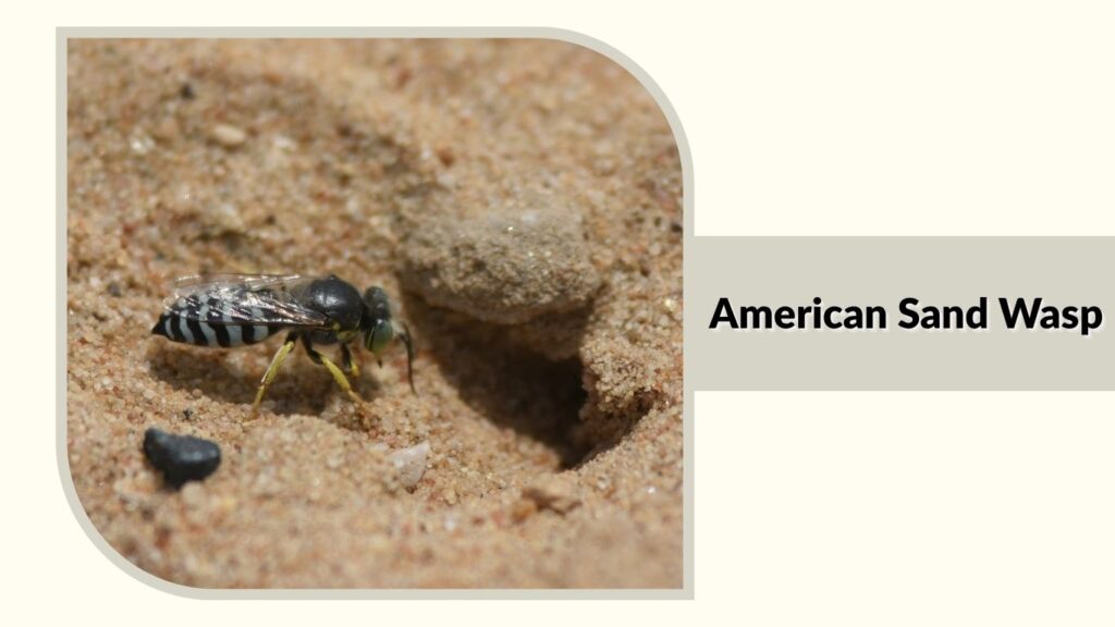 American Sand Wasp